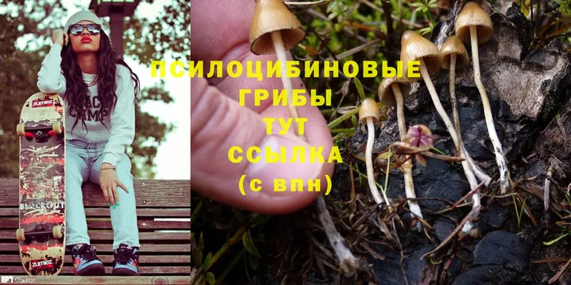 Галлюциногенные грибы Psilocybine cubensis  Иркутск 